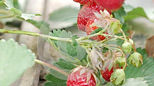 Berries of strawberries grow on a bed. Close-up. The concept of growing a healthy meal