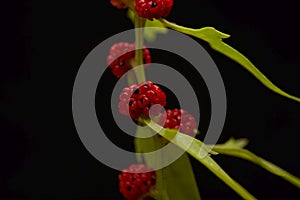 Berries of a Strawberry blite plant, Blitum capitatum