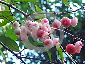 Berries in sunlight