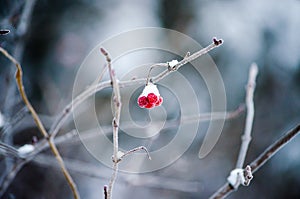 Berries topped with snow hanging from a branch