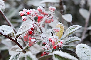 Berries under rime frost. Piedmont, Italy.