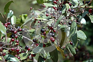 Berries of various shades on the branches of a bush
