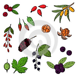 Berries. Vector cartoon illustrations. Isolated objects on white.