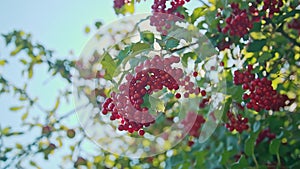 Berries Of A Viburnum also called Kalyna Grow On A Branch In Sunny Summer Day