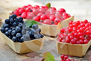 Berries of viburnum  chokeberry and hawthorn in boxes on a wooden table.