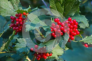 Berries of Viburnum opulus plant photo