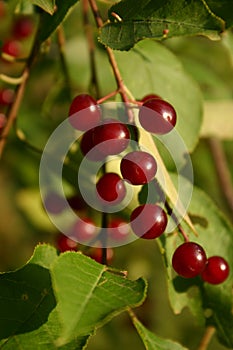 Berries on vine