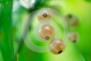 Berries of white currants
