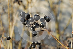 Berries from Wild Privet (Ligustrum)