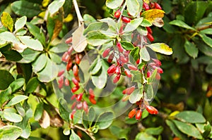 Berries of wild ripe barberry  on a branch