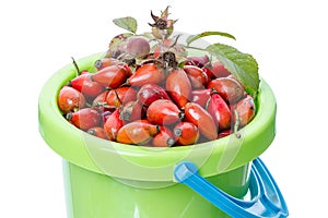 Berries of wild rose in a bucket
