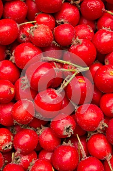 Berries wild useful hawthorn photo