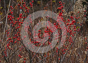 Berries of the Winterberry,Ilex verticillata, Five Rivers Environmental Center in Delmar, New York, USA