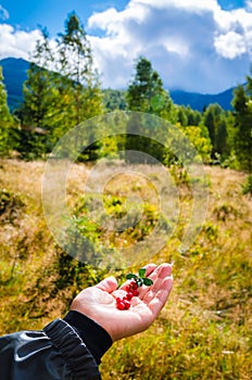 Berries in the women hand. Panoramic mountain view. Summer in the mountains