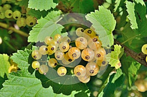 Berries of yellow currant