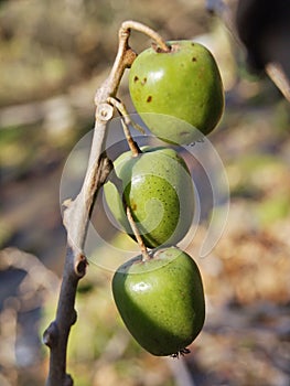 Berry actinidia kolomikta