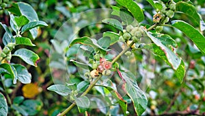 Berry on a Ashwagandha plant, Withania somnifera