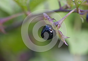 Berry atropa belladonna macro background