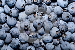 Berry background. Just picked blueberries in close-up