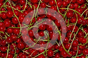 Berry background-texture. Red currant berries Latin: Ribes rubrum, close up. ECO products