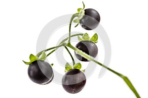 Berry of black nightshade, lat. Solanum nÃ­grum, poisonous plant