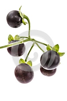 Berry of black nightshade, lat. Solanum nÃ­grum, poisonous plant