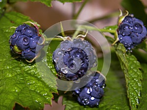 Berry blackberry branch