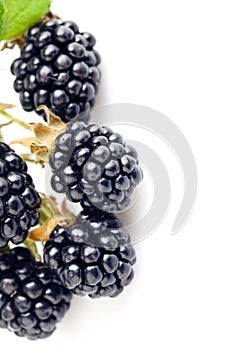 Berry blackberry with green leaf