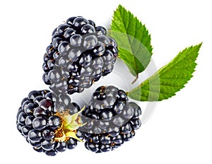 Berry blackberry with green leaves.