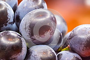 Berry blue wine grapes on a red saucer