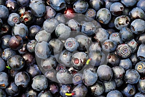 Berry  blueberries background. Lots of fresh I collected in the woods