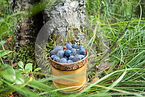 Berry Blueberries in wooden box of tuesok against forest background