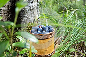 Berry Blueberries in wooden box of tuesok against forest background