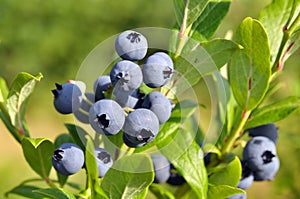 The berry of blueberry on bush photo