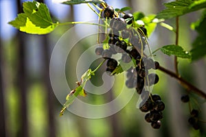 berry branch of a black currant bush with natural leaves in the countryside