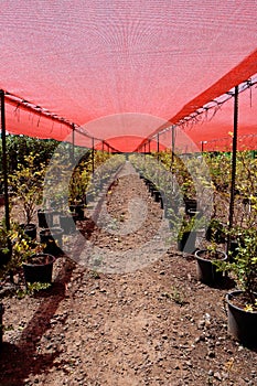 Berry bushes in pots under the red net