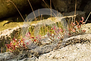 Berry bushes on the rocks, difficult mountainous conditions.