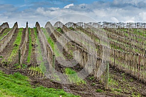 Berry canes tied up to trellis wire