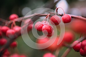 Berry cherry chinese red branch tree