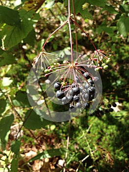 Berry cluster