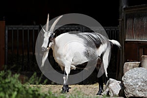 The Berry Cou Clair Goat at the Innsbruck Alpenzoo, a goat species native to France.