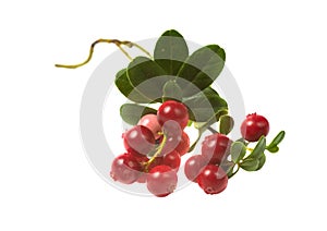 Berry cowberry