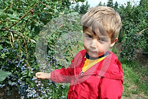 Berry farm