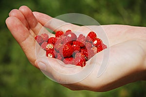 Berry food - human hand holding red strawberry