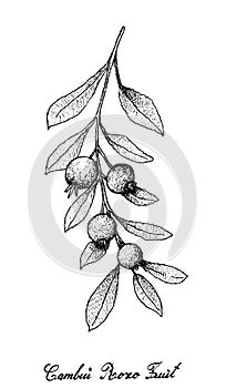 Hand Drawn of Cambui Roxo Fruits on White Background