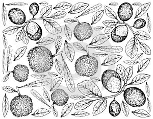 Hand Drawn Background of Bayberry and Cocoplum Fruits photo