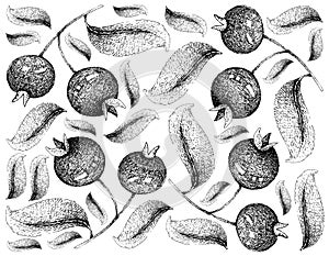 Berry Fruit, Illustration Wallpaper of Hand Drawn Sketch of Fresh Grumichama Cherry or Eugenia Brasiliensis Fruits Isolated on