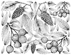 Berry Fruit, Illustration Wallpaper of Hand Drawn Sketch of Loganberries and Magenta Lilly Pilly, Magenta Cherry or Syzygium photo