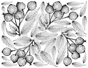 Berry Fruit, Illustration Wallpaper of Hand Drawn Sketch of Magenta Lilly Pilly, Magenta Cherry or Syzygium Paniculatum Fruits photo