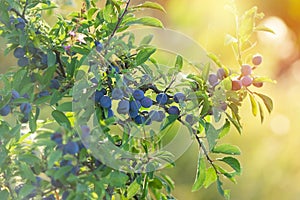 Berry fruit - Sloe lit by sunlight